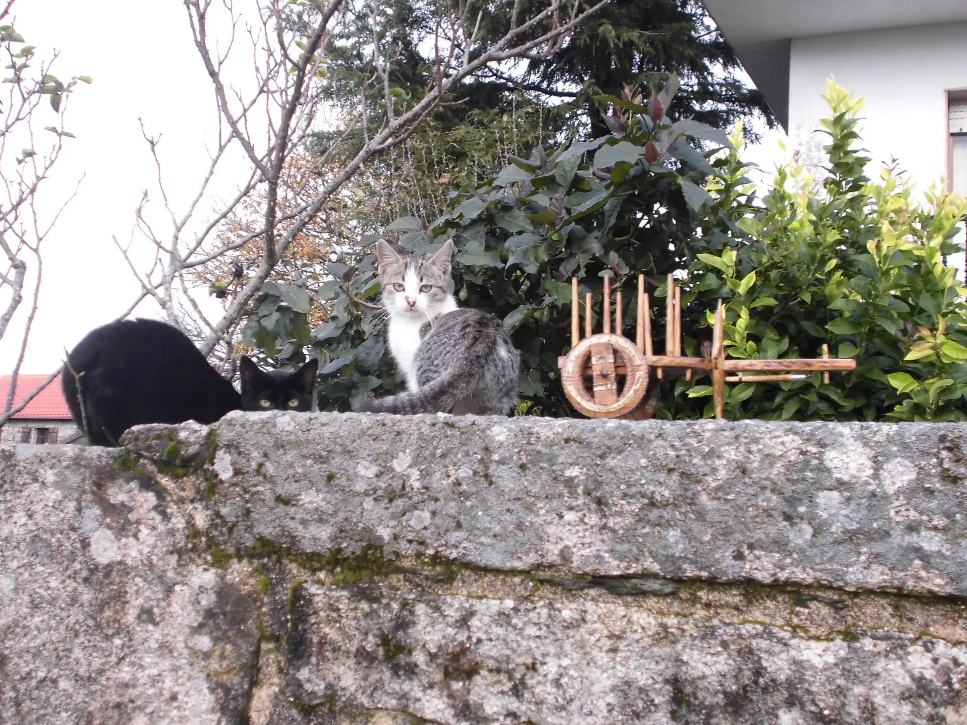 Maqueta de carro de vacas a escala de los felinos